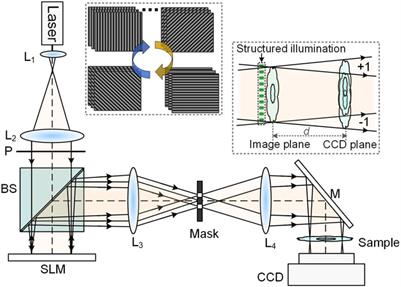 Structured illumination lensless digital holographic microscopy (SI-LDHM)